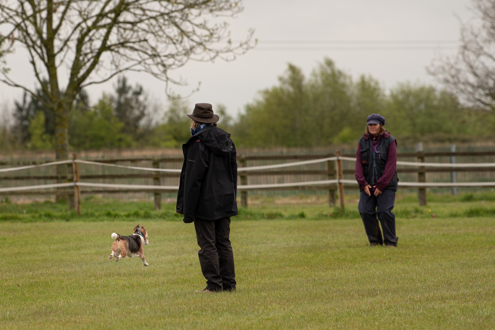 Beagle answering recall