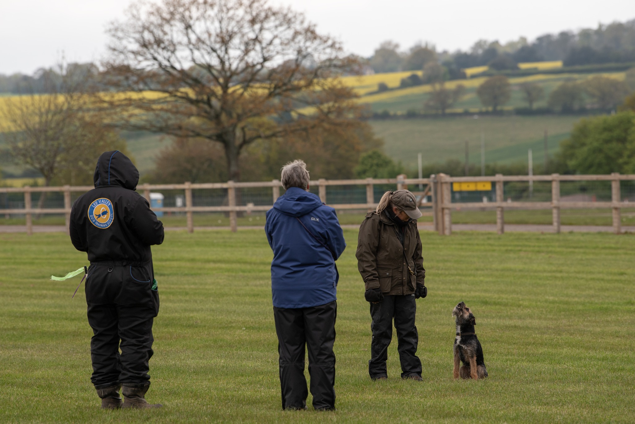 Border terrier speaking